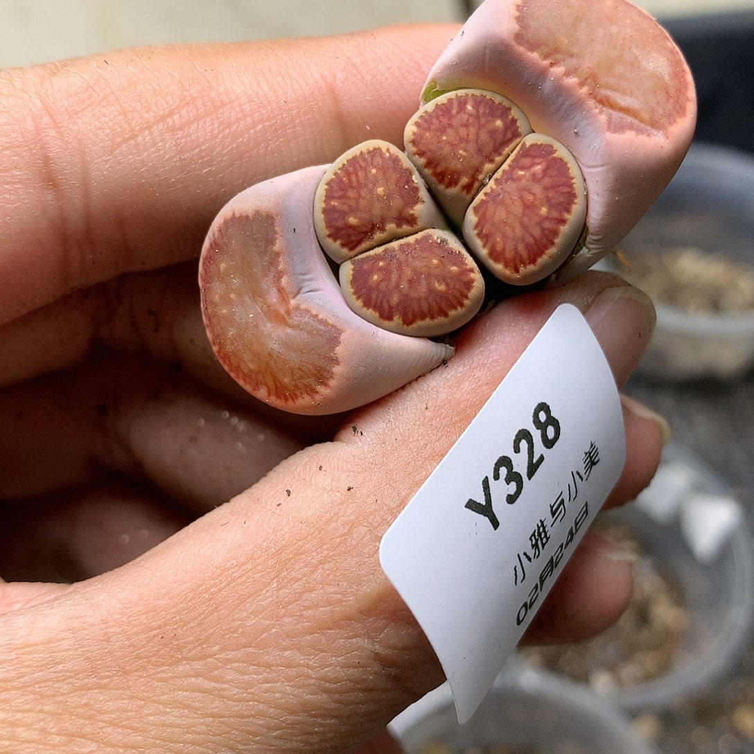 Y328多肉植物保护