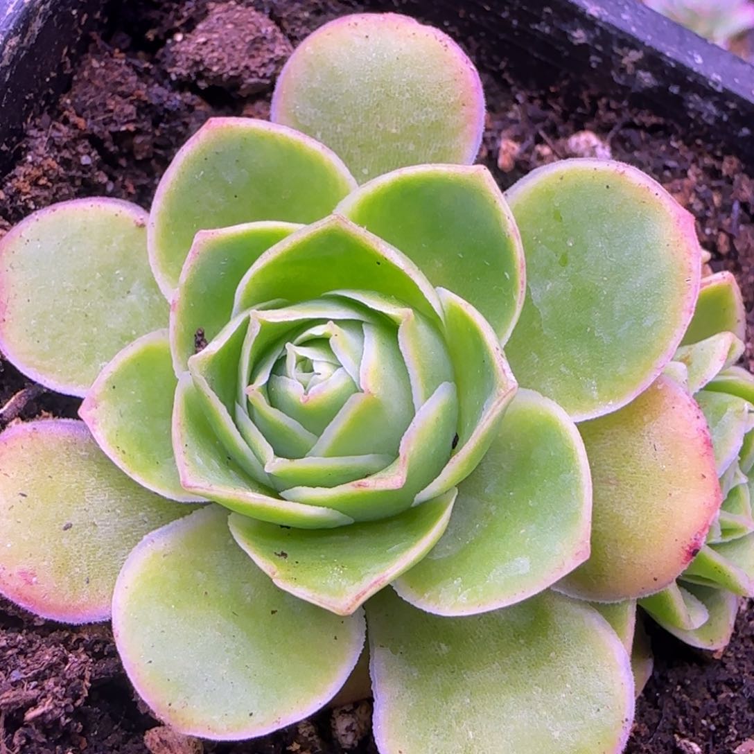 山*沐3头群玫瑰5厘米124343437676