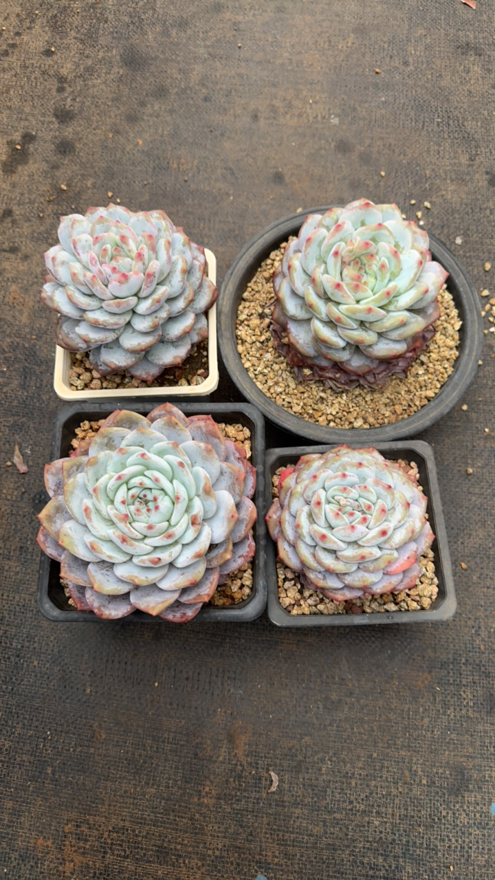 单头橙子多肉四颗