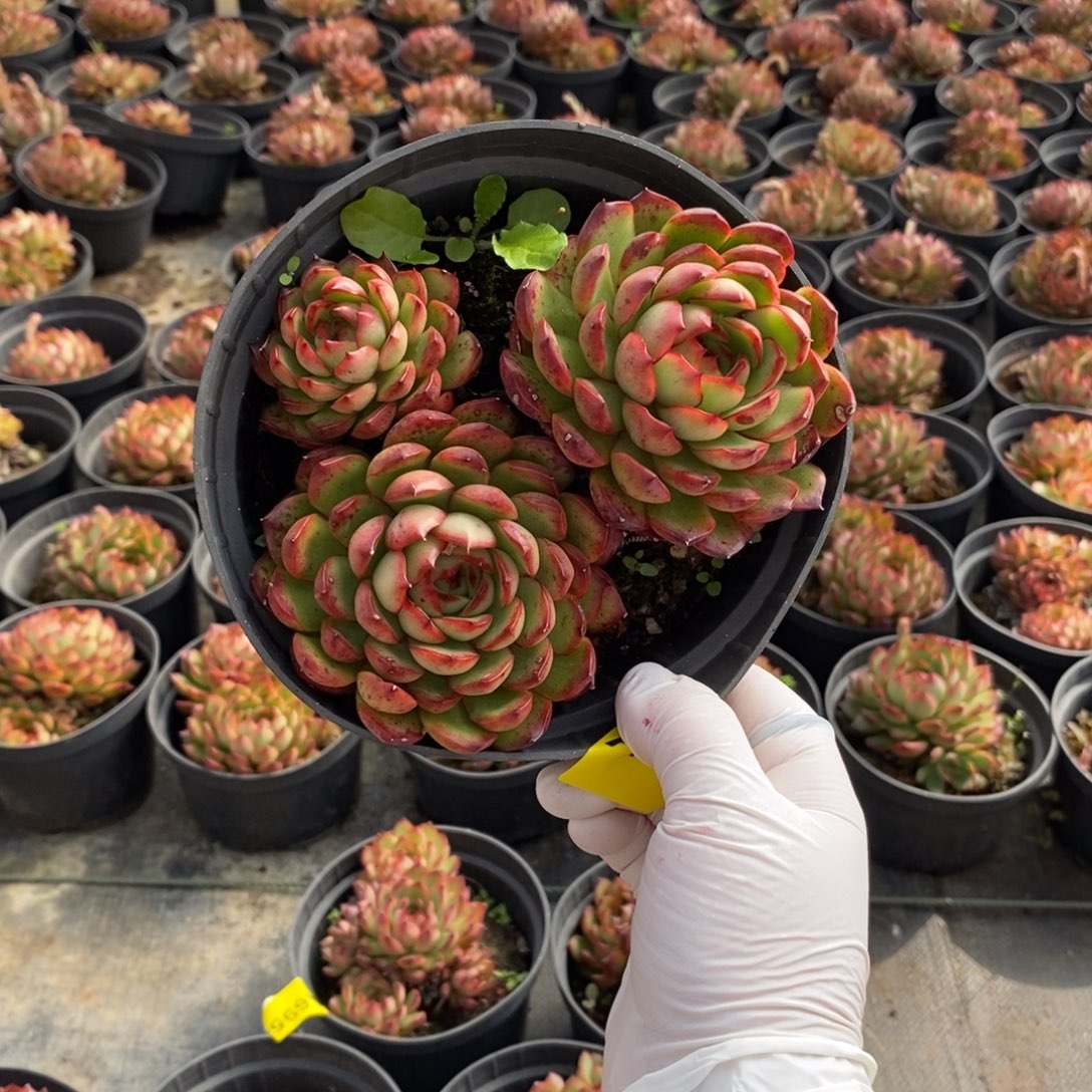 697保利安娜一物一拍