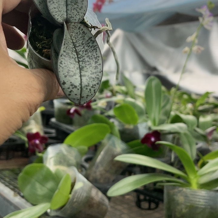 当前无花栽培后可以开花银叶西1.7