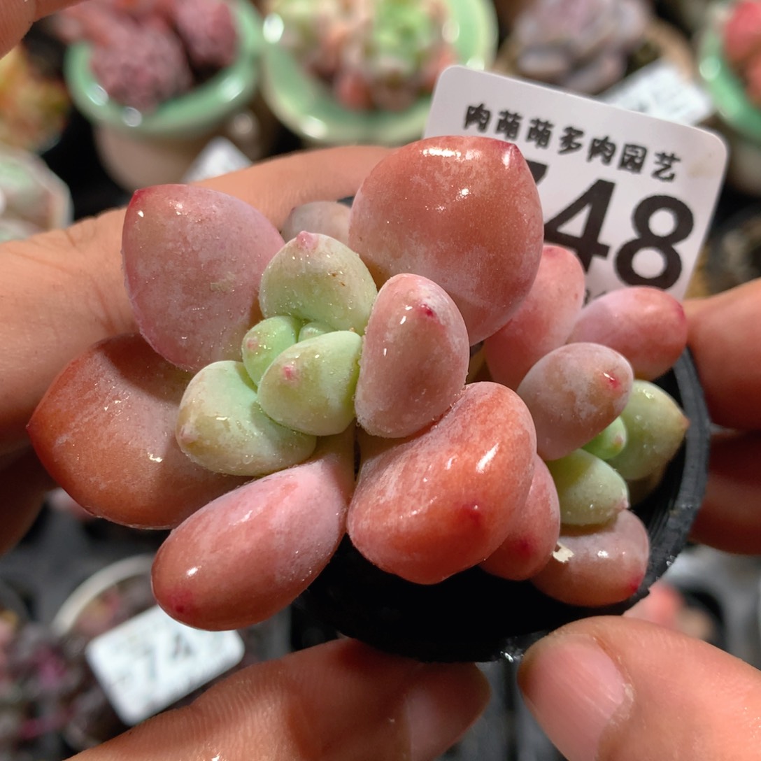 5CM拇指盆精控多肉ZB748