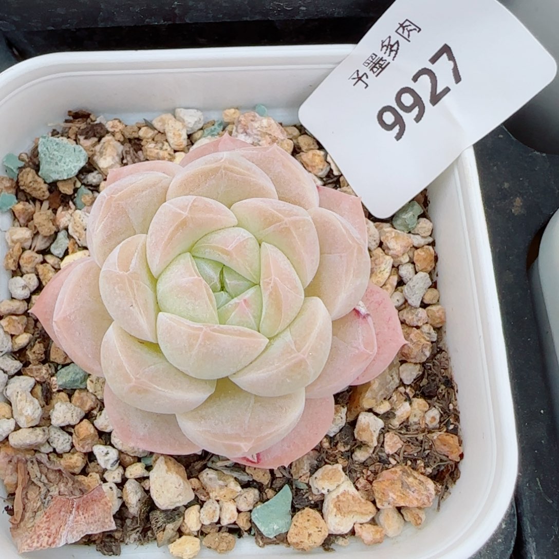 糖心福利，9927多肉植物