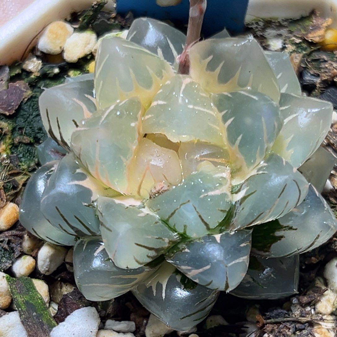 恭喜发财大吉大利686