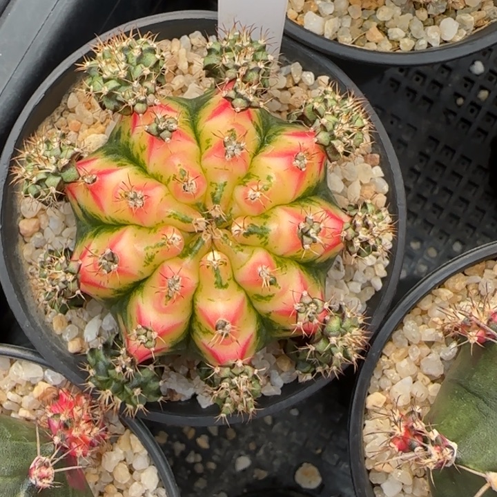 96-0125泰国发货好彩多肉