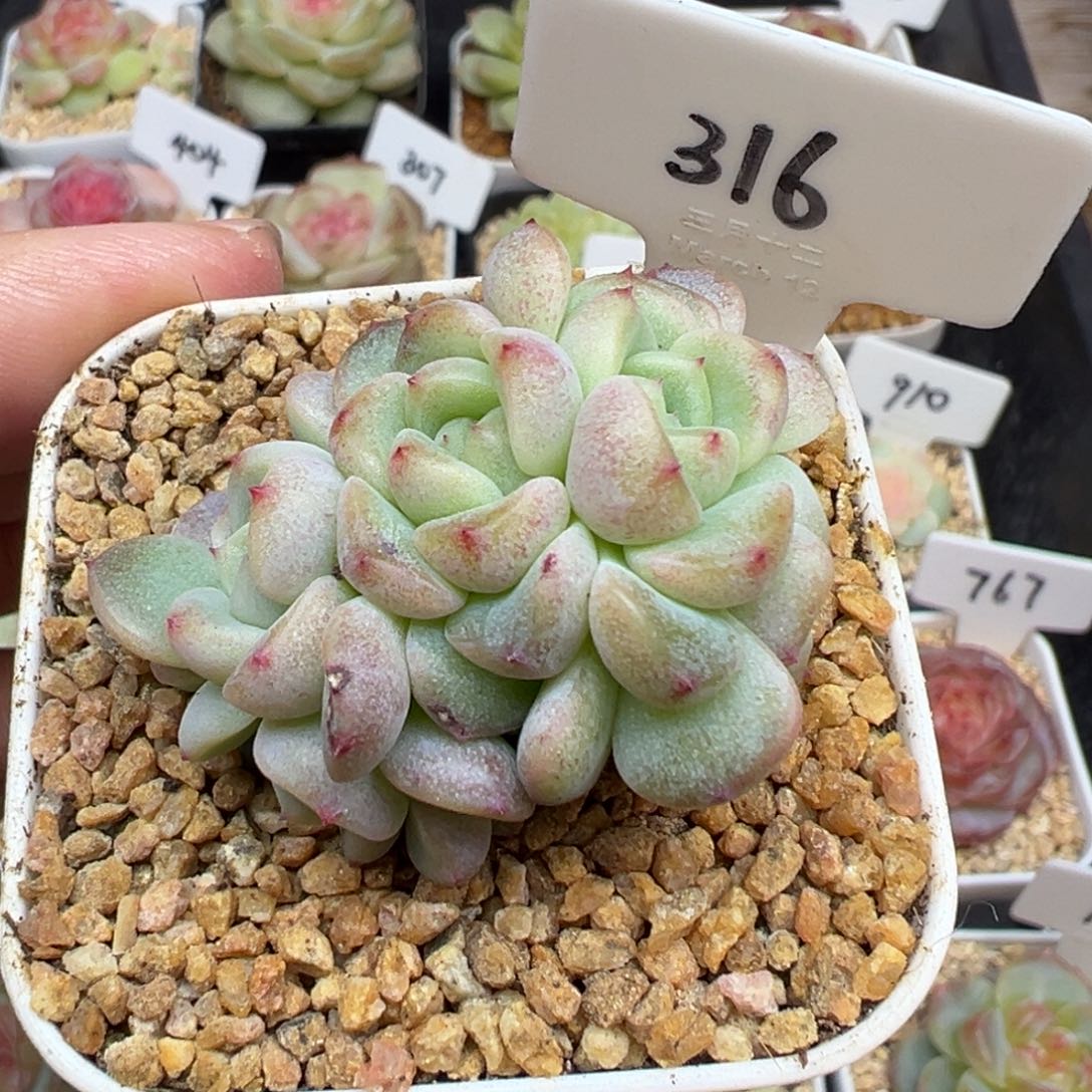 316号秃子甜心朵朵缀