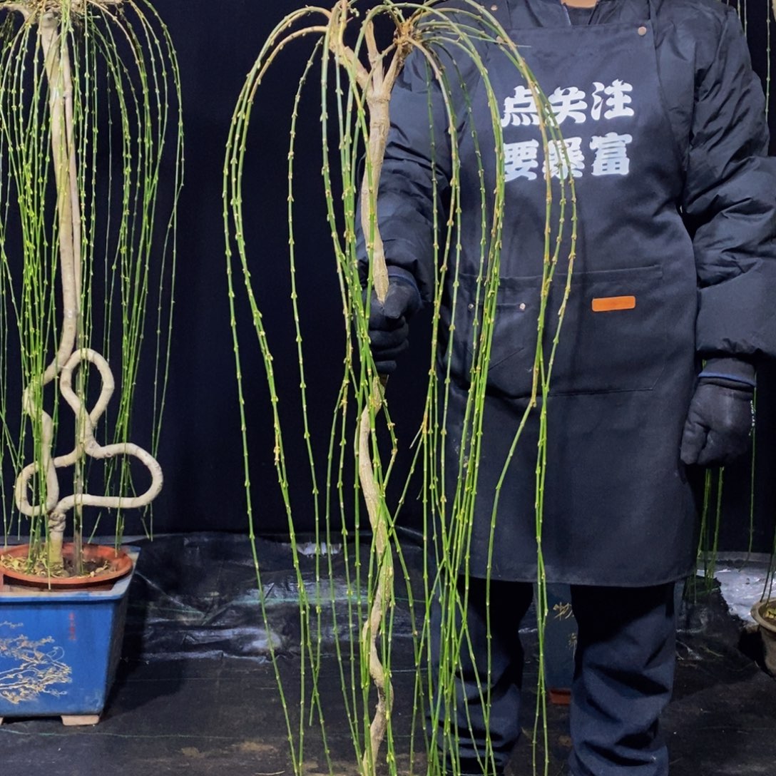 三台迎春，一物一拍，