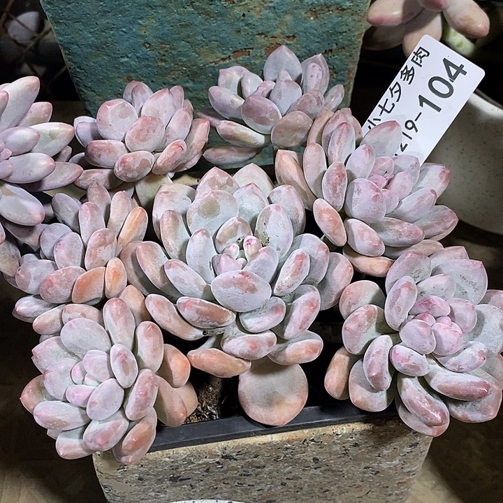 小七夕多肉香水104