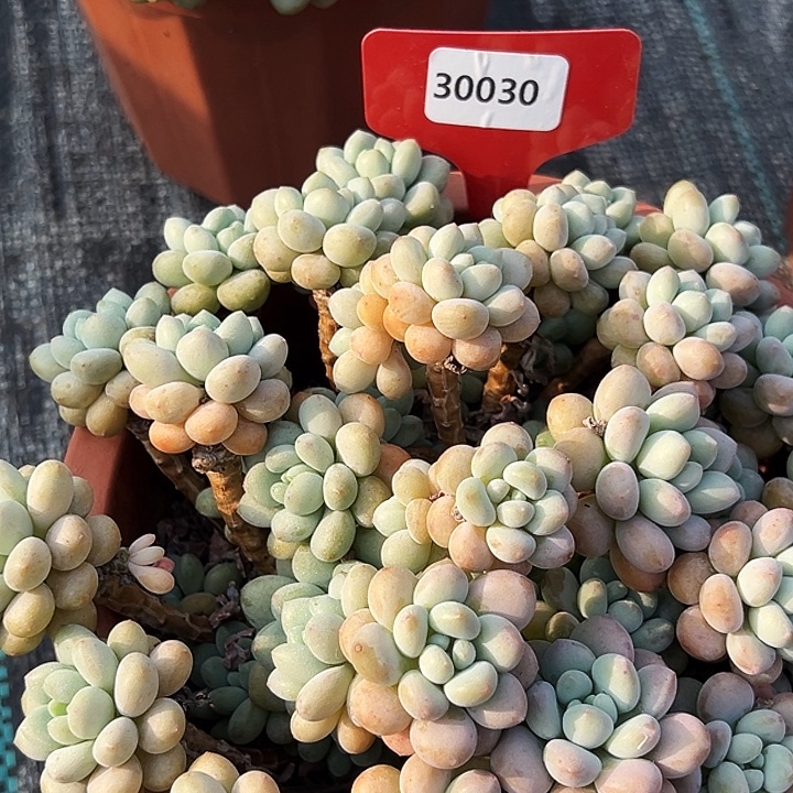 不***二大盆洛可可  30030号