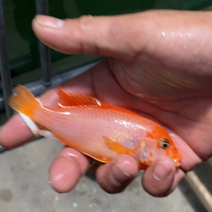海水鱼三湖慈鲷太阳花母鱼