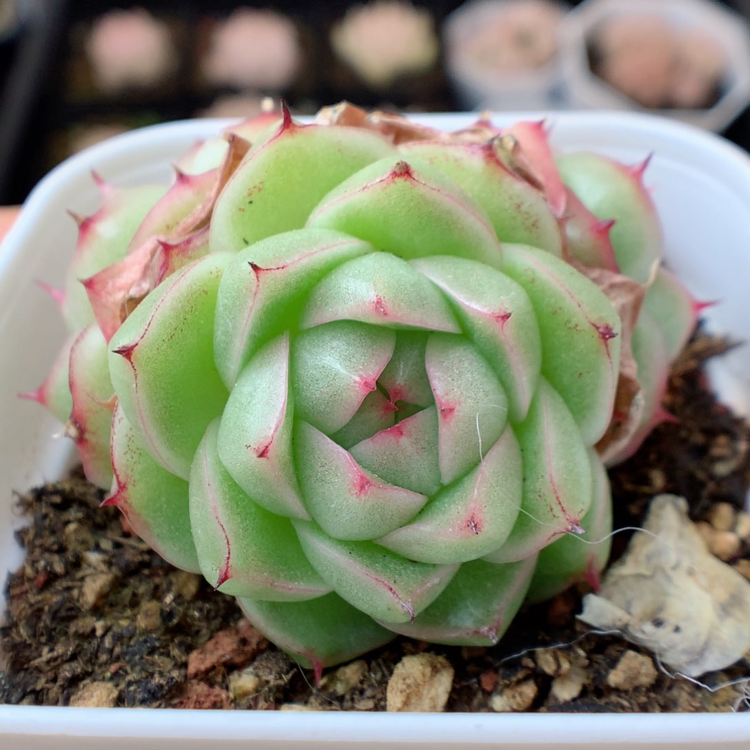 一物一拍精品多肉。1004