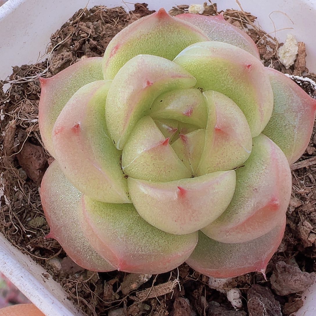灯泡珍妮19包邮多肉