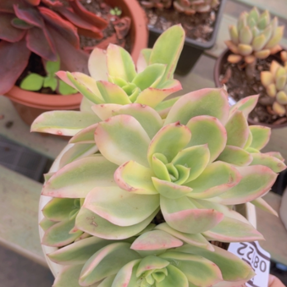 【闪购商品】乔伊锦08122