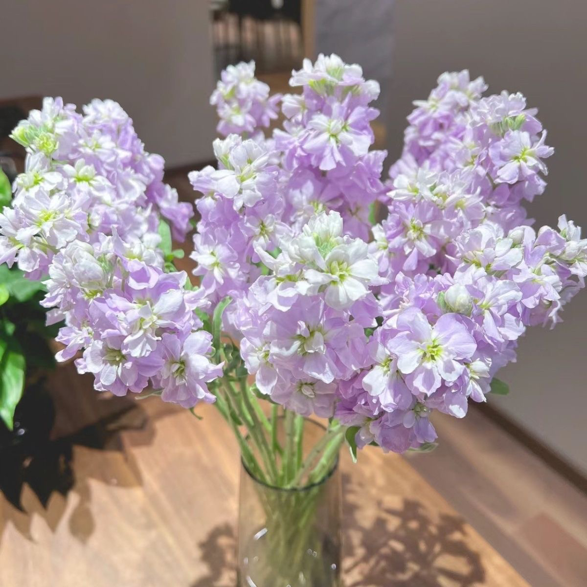 【 零度以下加拍保温棉】紫色紫罗兰【花香四溢】