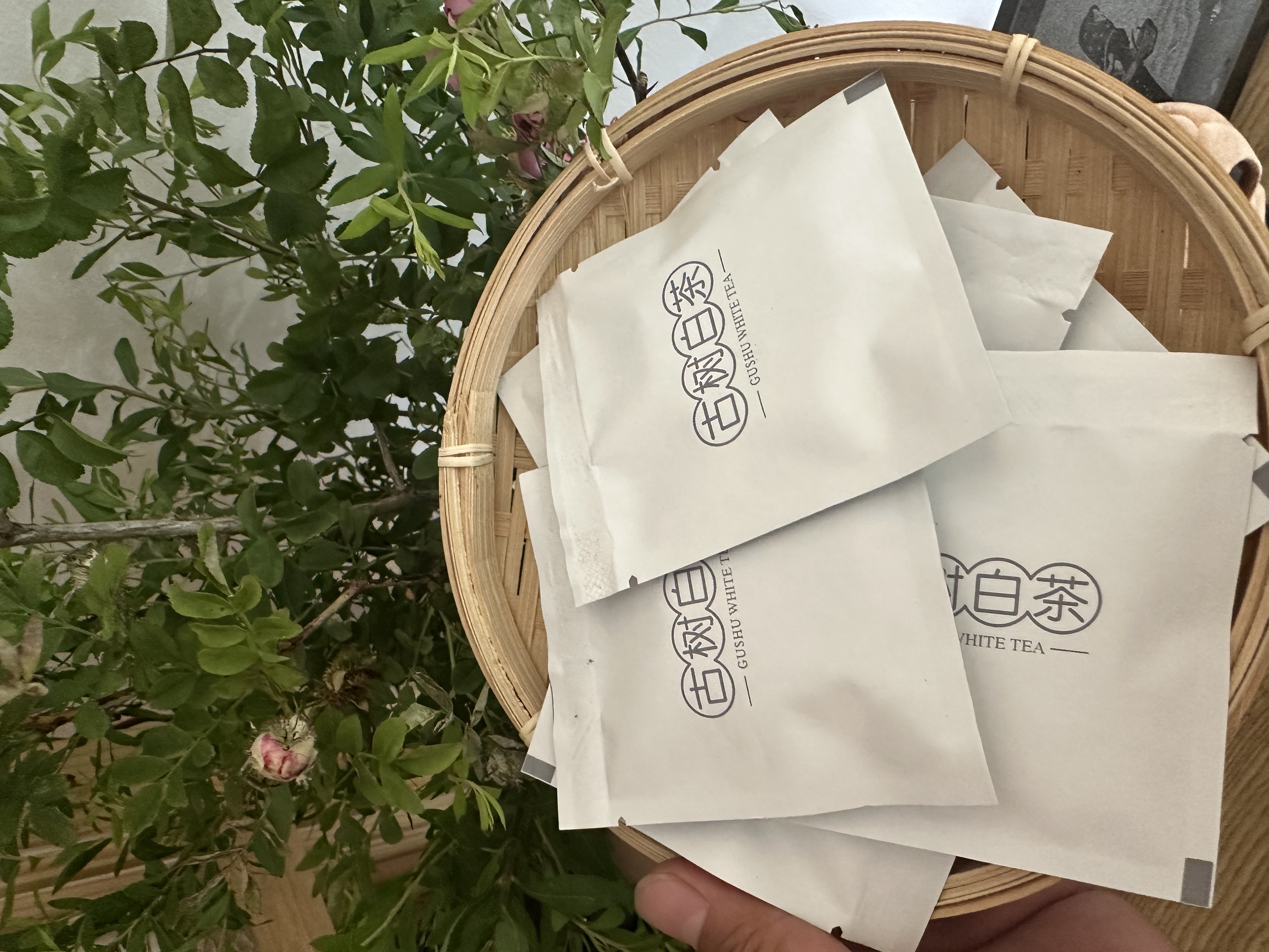 云南古树白茶小饼