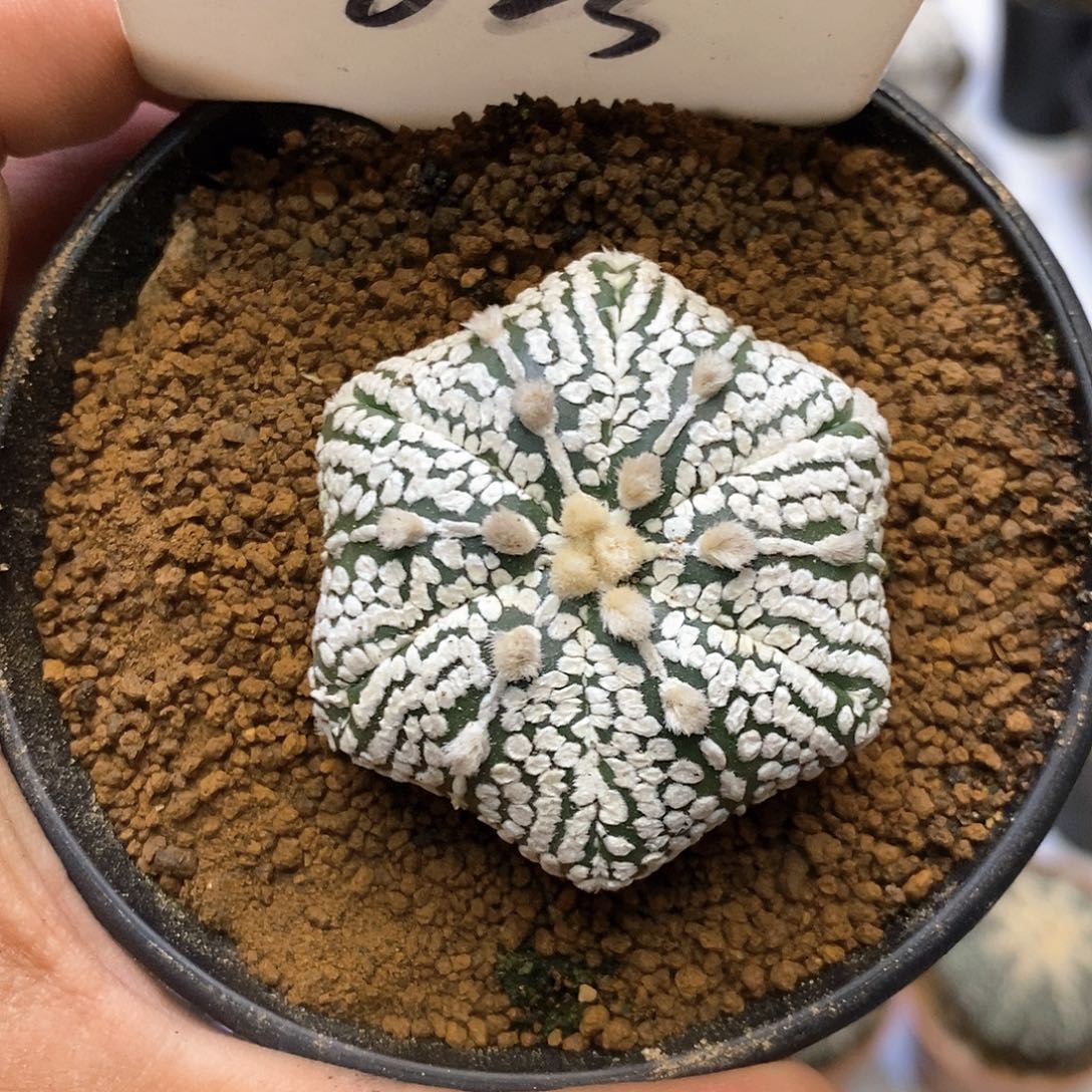 023福利福利六角海星