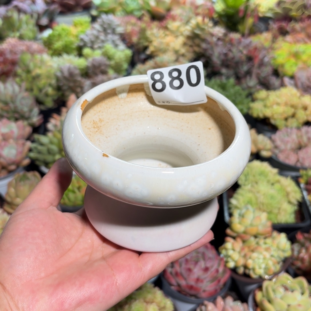 之**?景德镇多肉花盆880