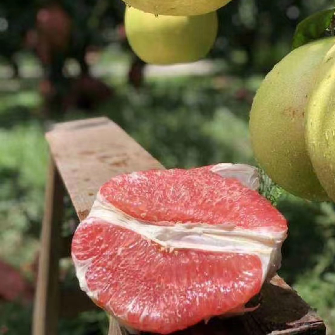 榴莲树下红心柚子一个约3斤 