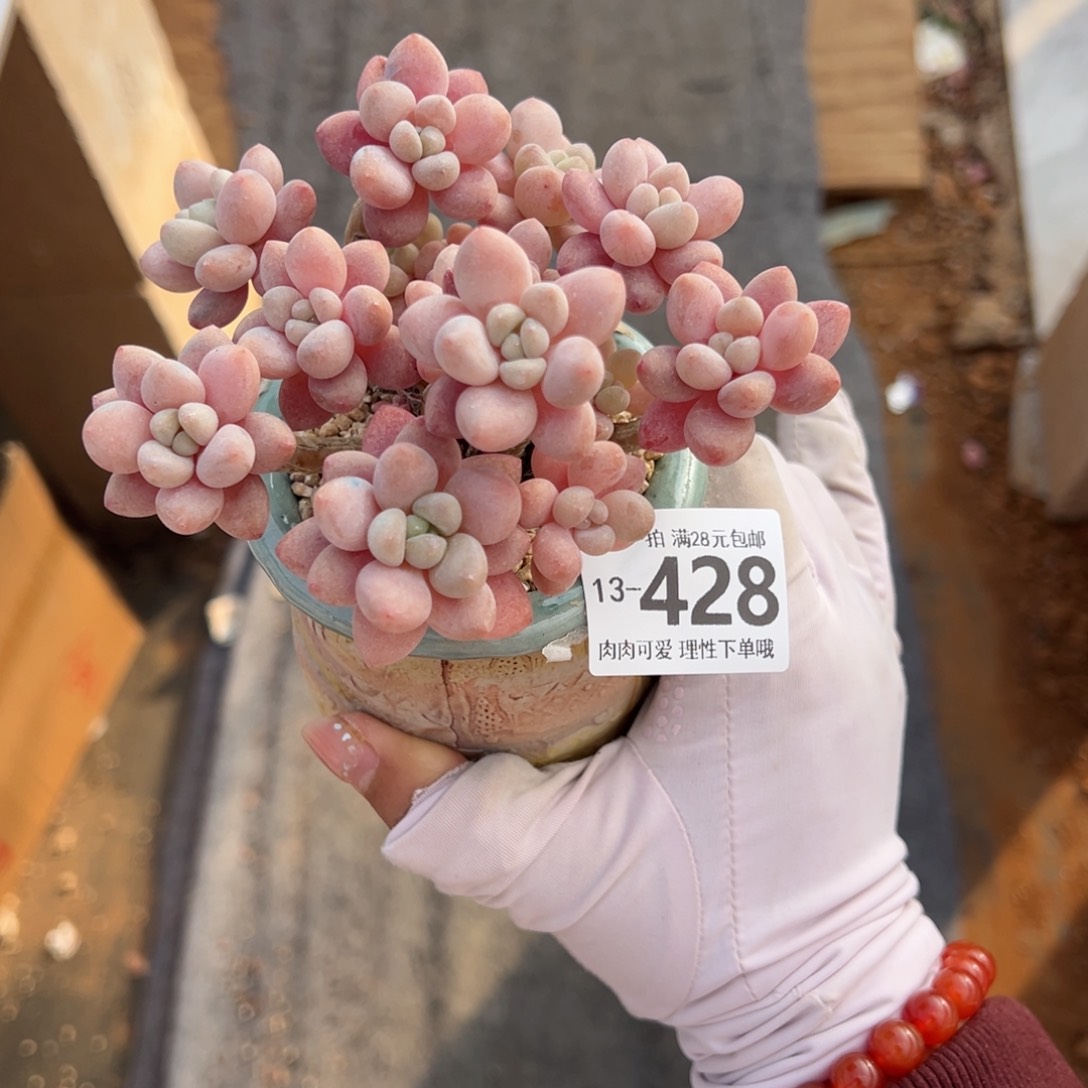 鱼子酱多肉多肉多肉多肉