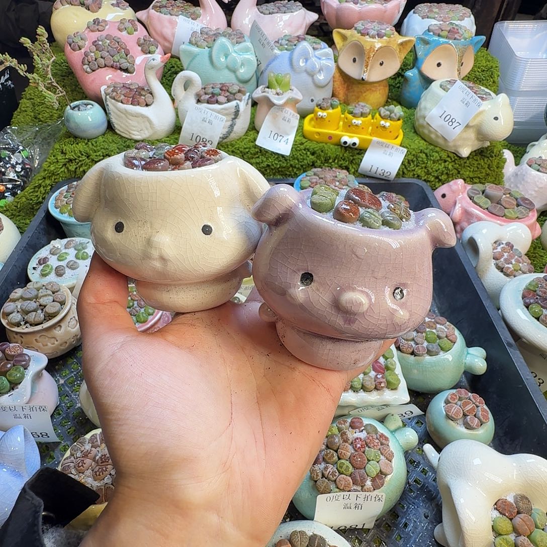 多肉植物的生长发育和1137