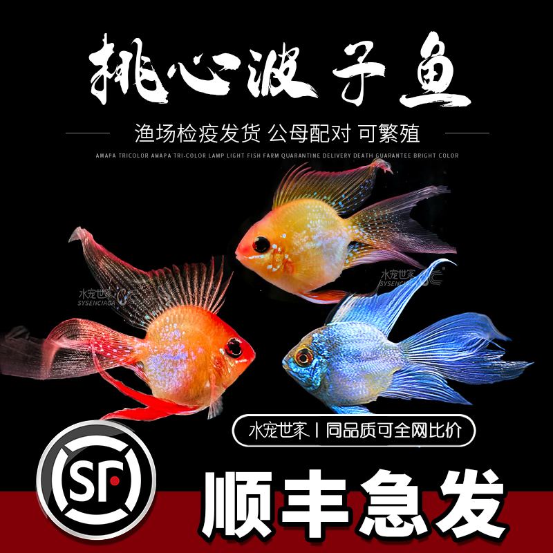 【直播优惠】桃心金波子 蓝波子 阿凡达波子宝蓝球 精品热带鱼