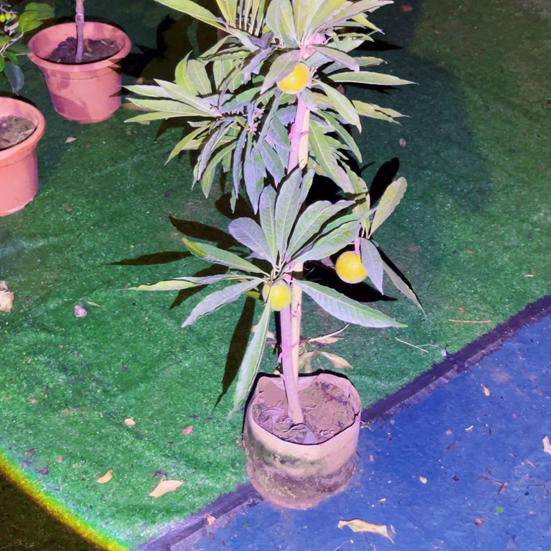 无花朵22222你要好好照顾自己