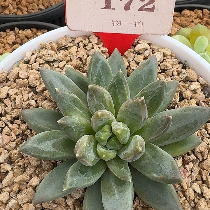 美人优选172多肉植物