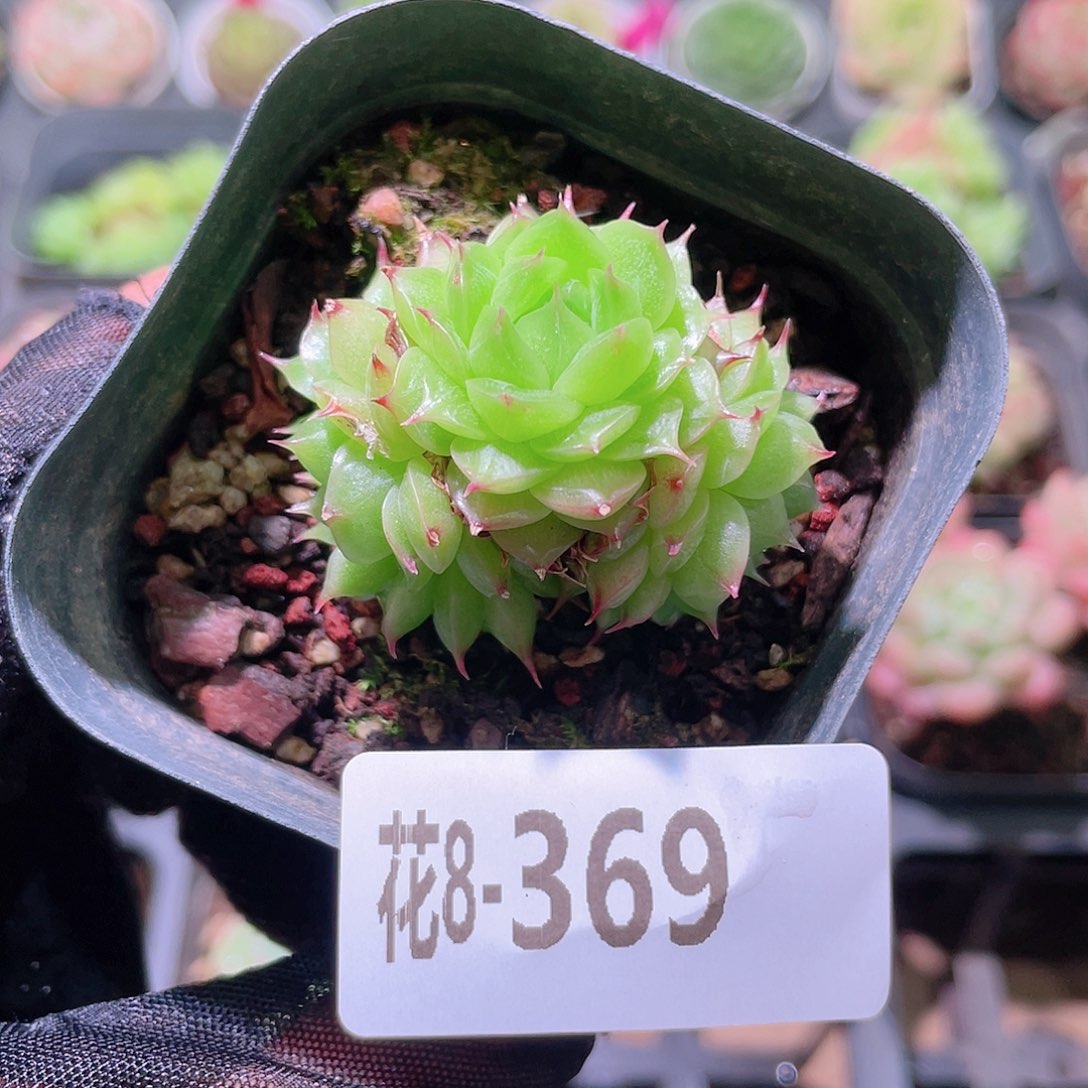 花利美 8-369海王群