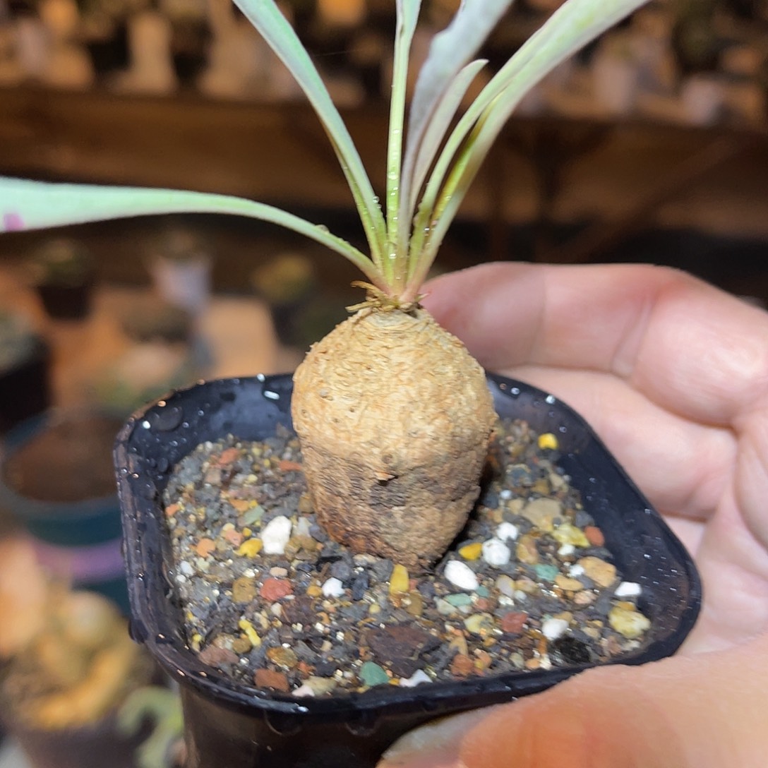 波涛大戟块根一物一拍