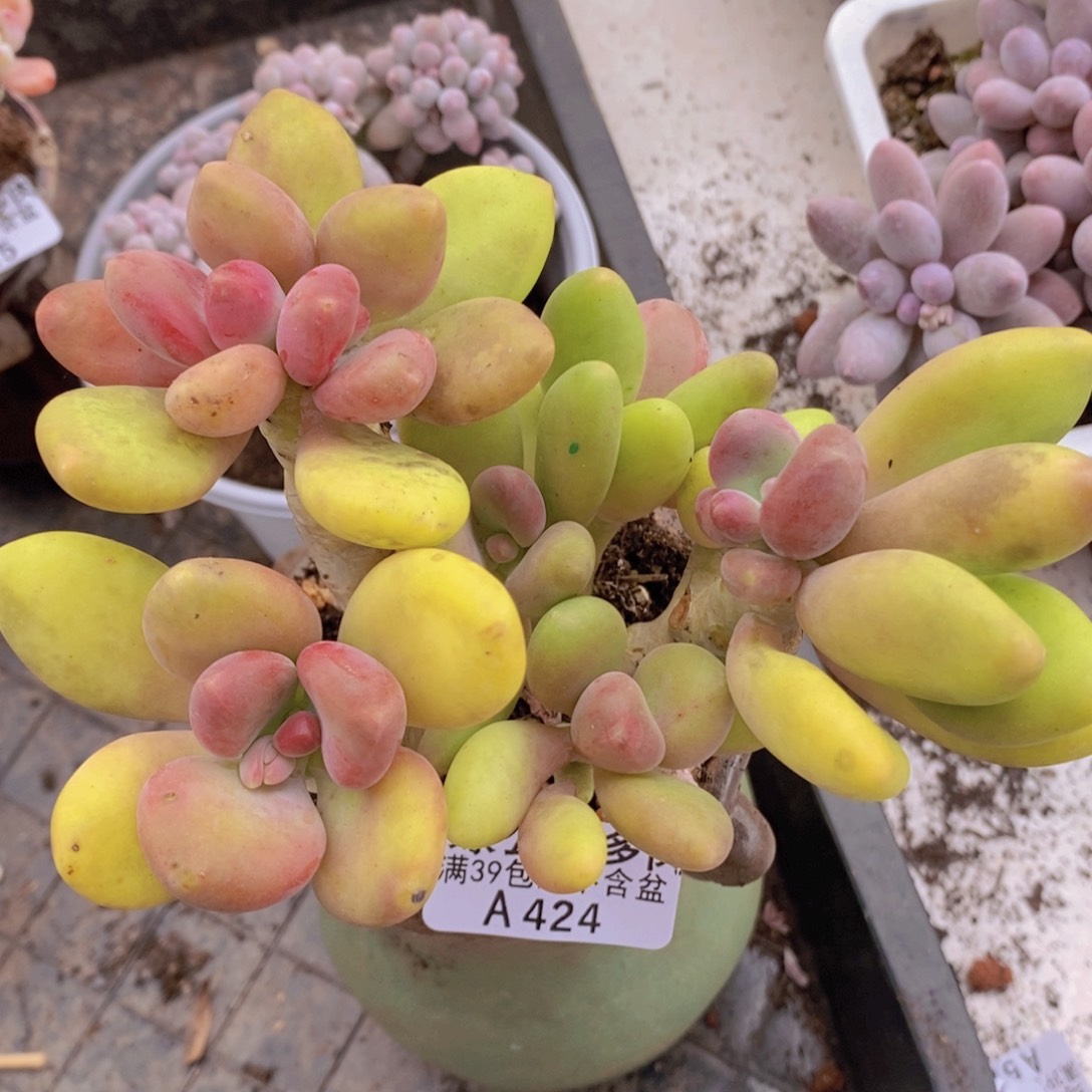 芒果奶13cm424多肉植物