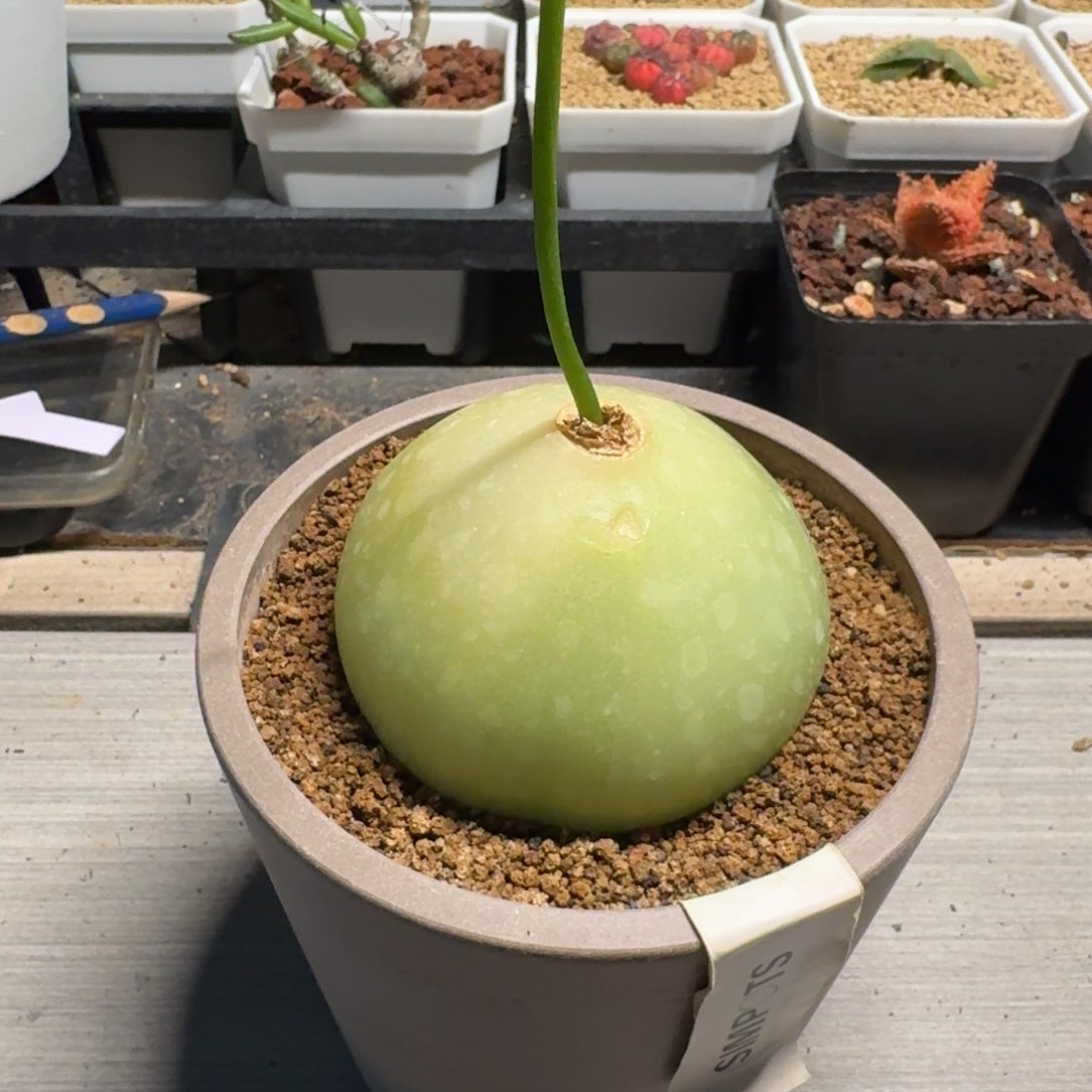 大苍角殿多肉植物
