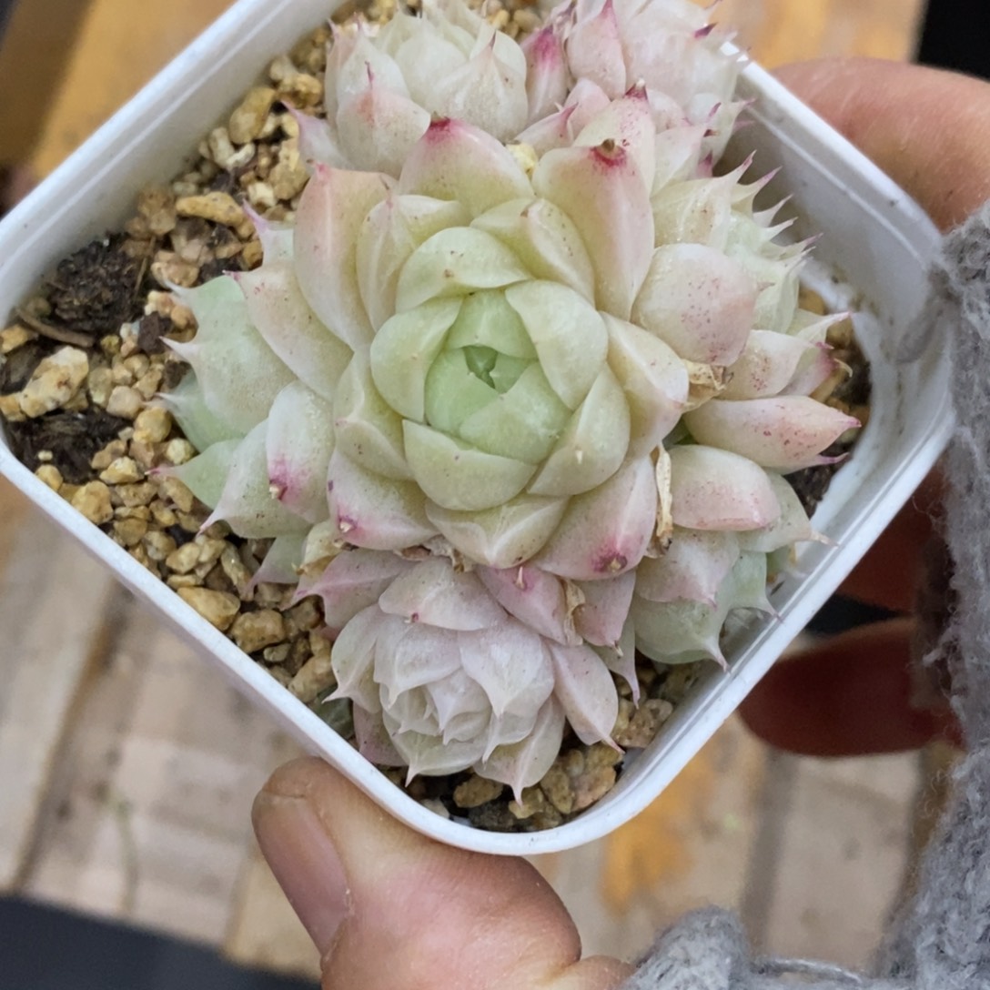 精品多肉一物一拍不包整92