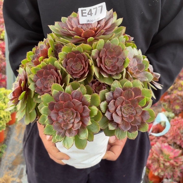 瑞妈，，。。。。。。477？干枯玫瑰，