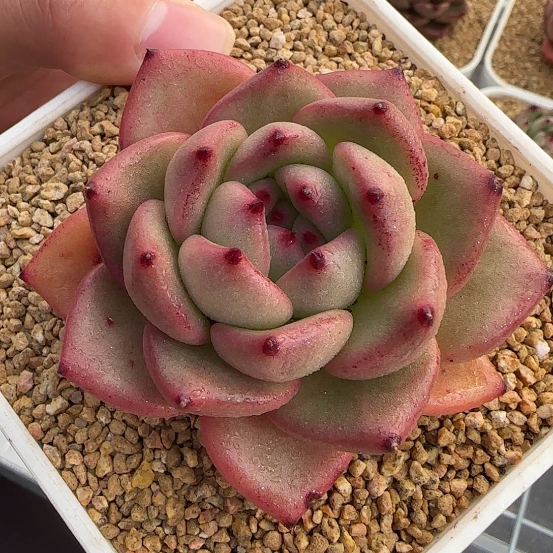 从前慢甄选多肉编号皮埃拉小