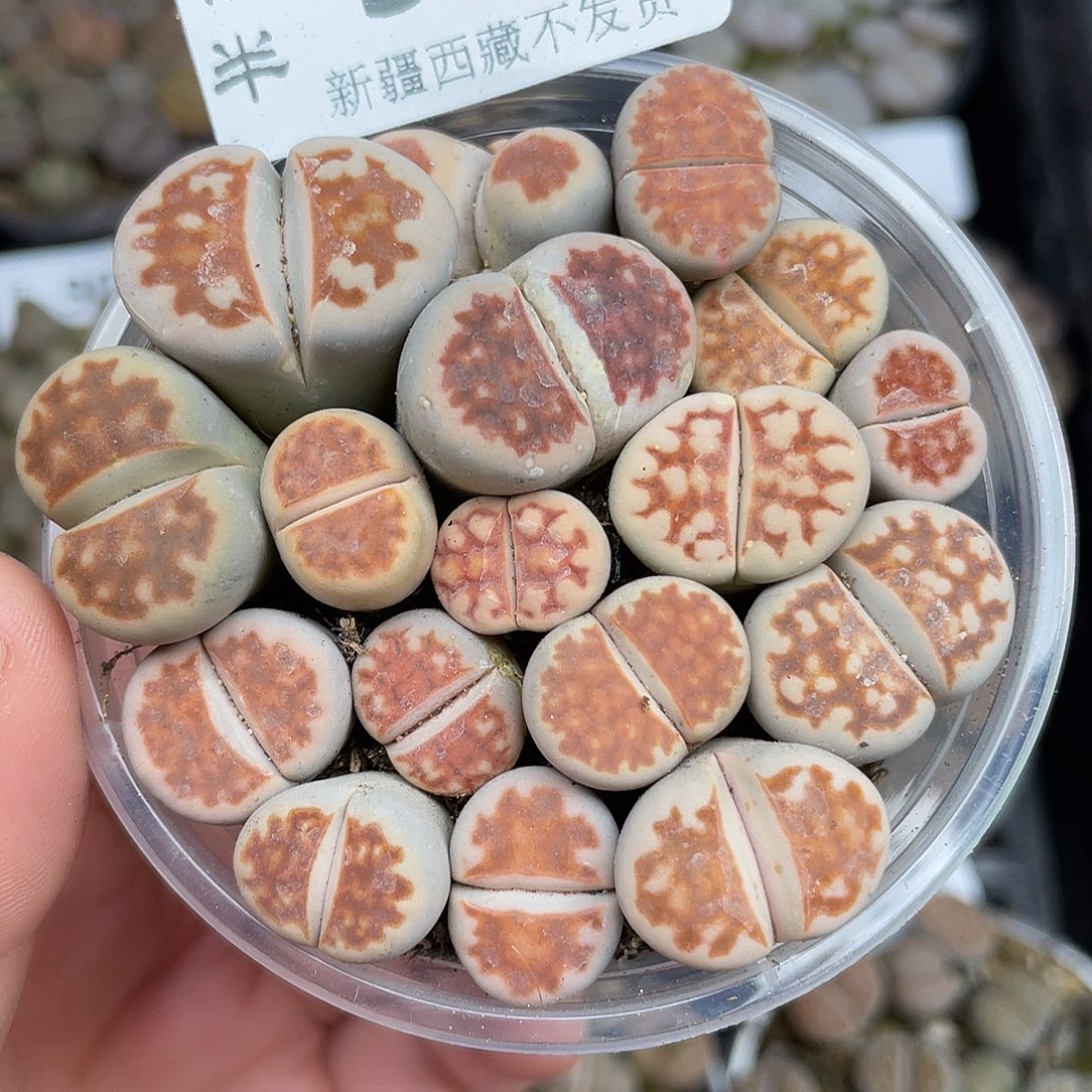 570000000000花花花花花花花花花花