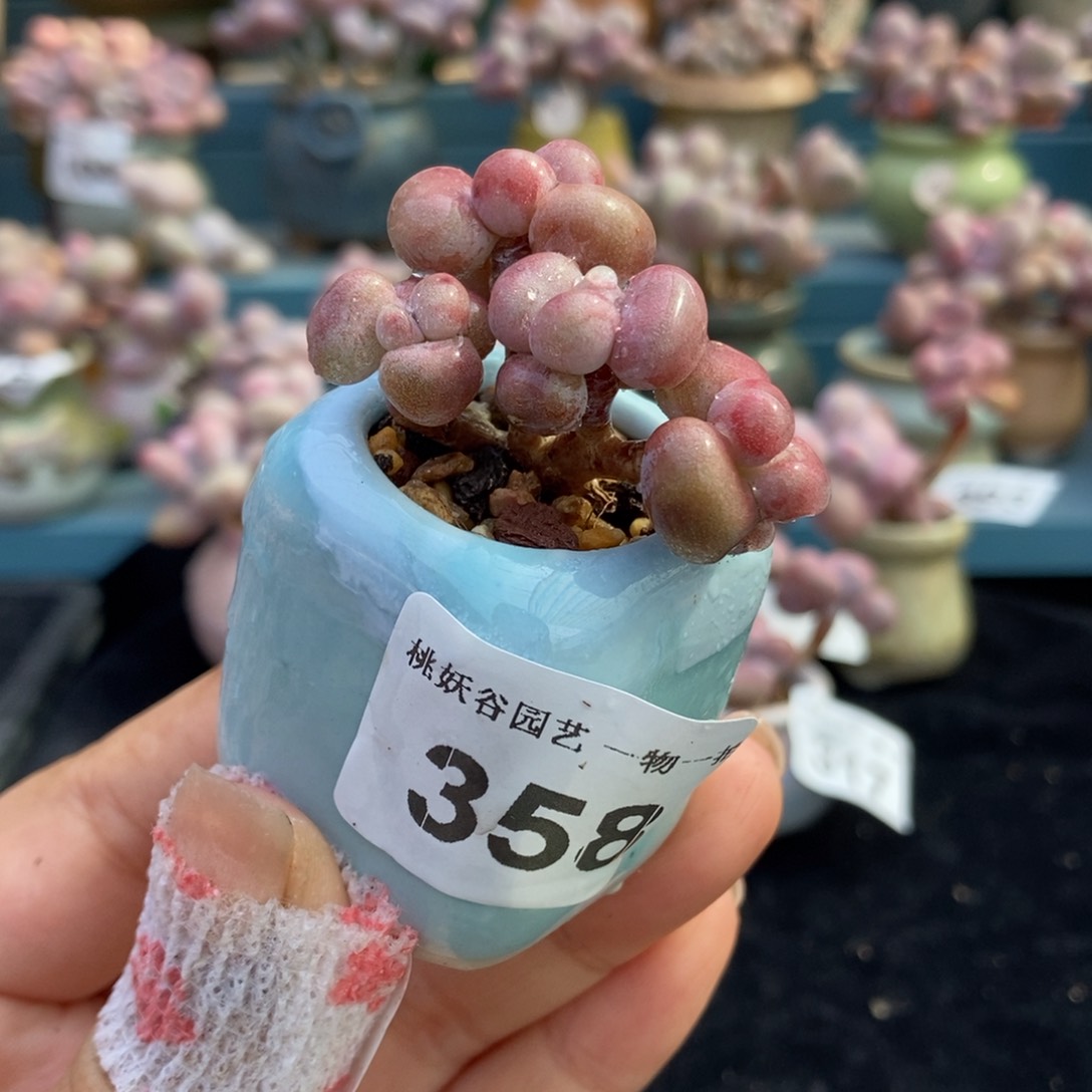 358糖果腰子蛋带盆土