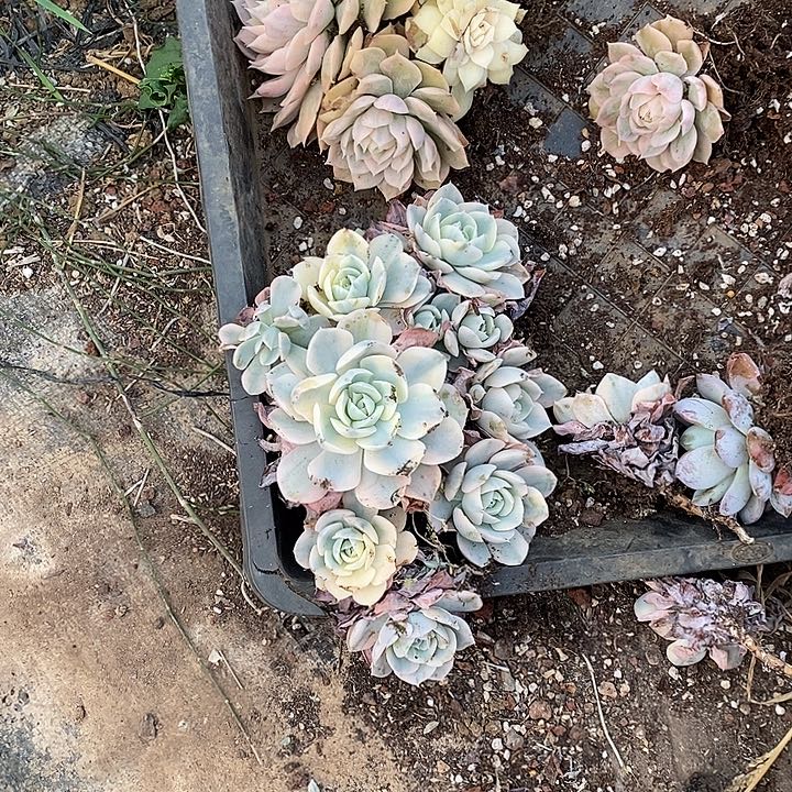 桃***～无砍卢氏锦群生多头