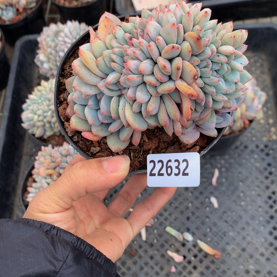 小**@22632缀嗯嗯嗯哦