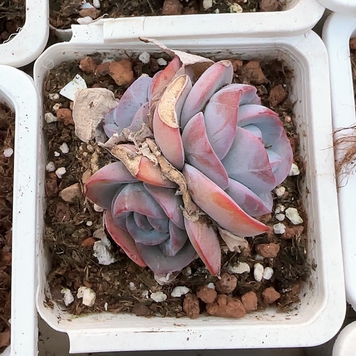 青蛙王子儿童洗发111