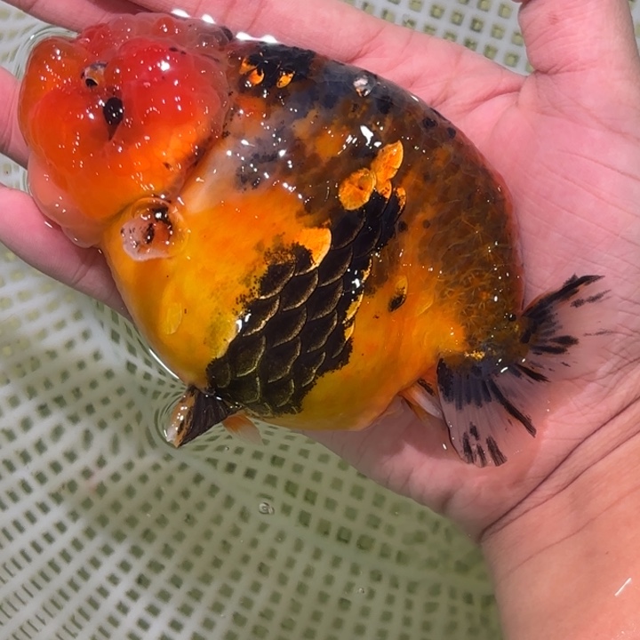 海水鱼金鱼活体兰寿淡水观赏鱼
