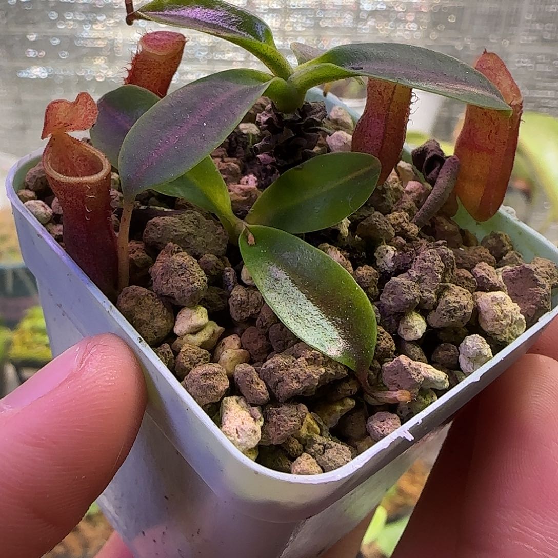 无花朵专拍clc猪笼草