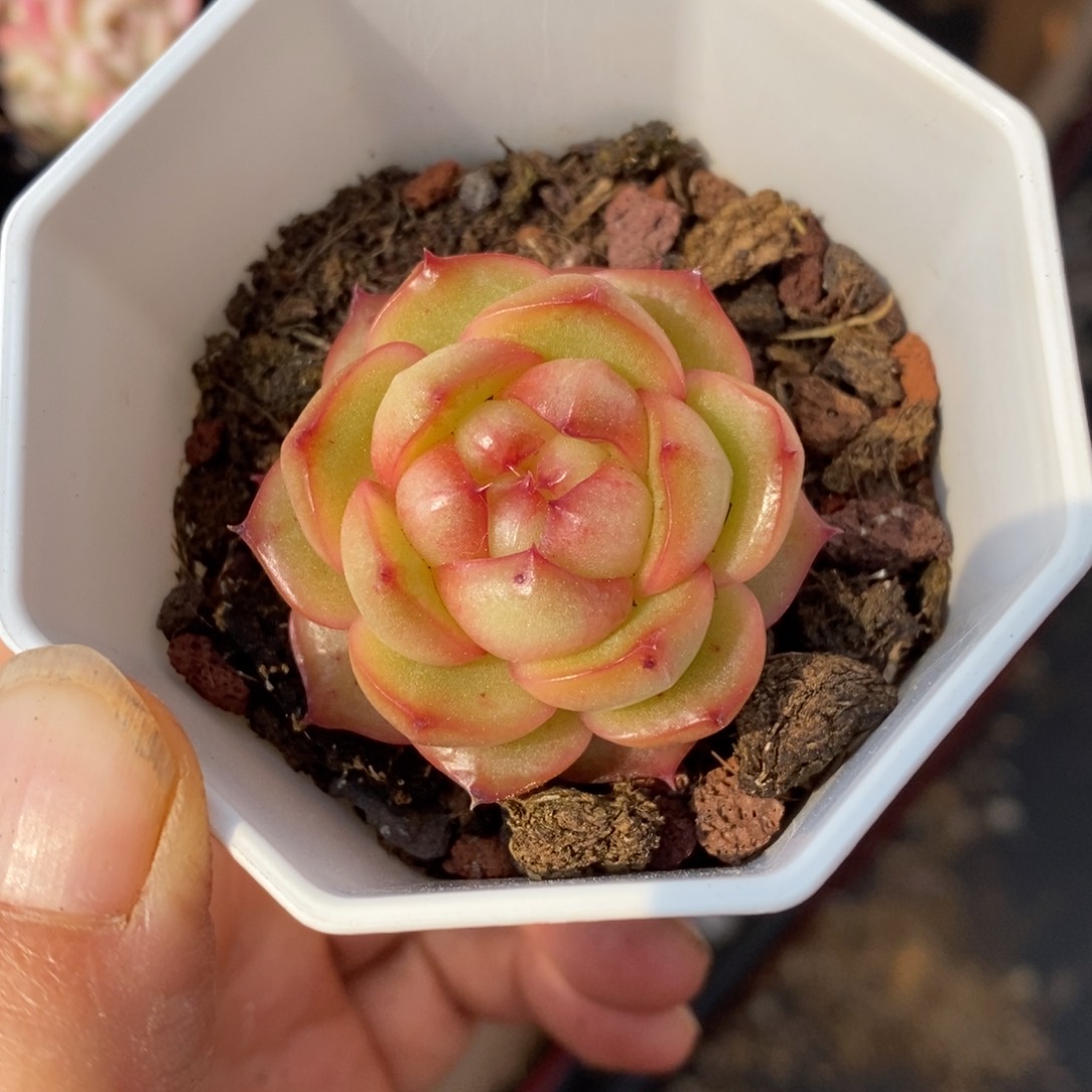 精品多肉一物一拍不包整67
