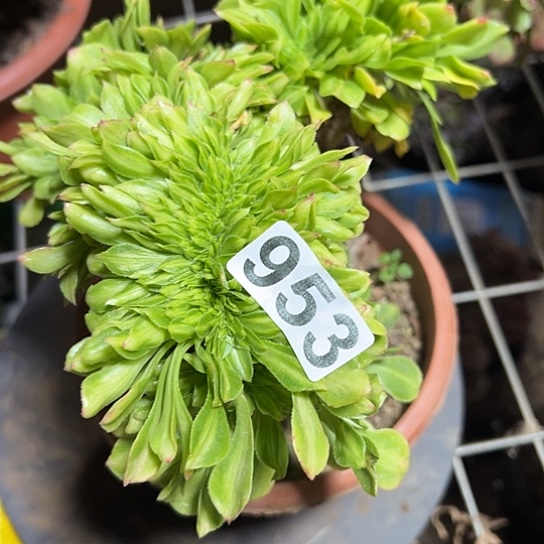 小***哥多肉植物一个琉璃953