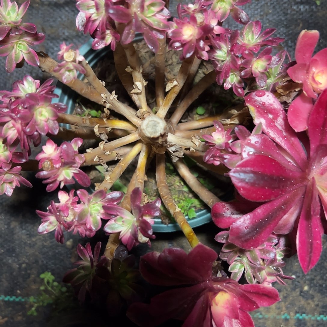 云***姐多肉174植物美杜莎母本