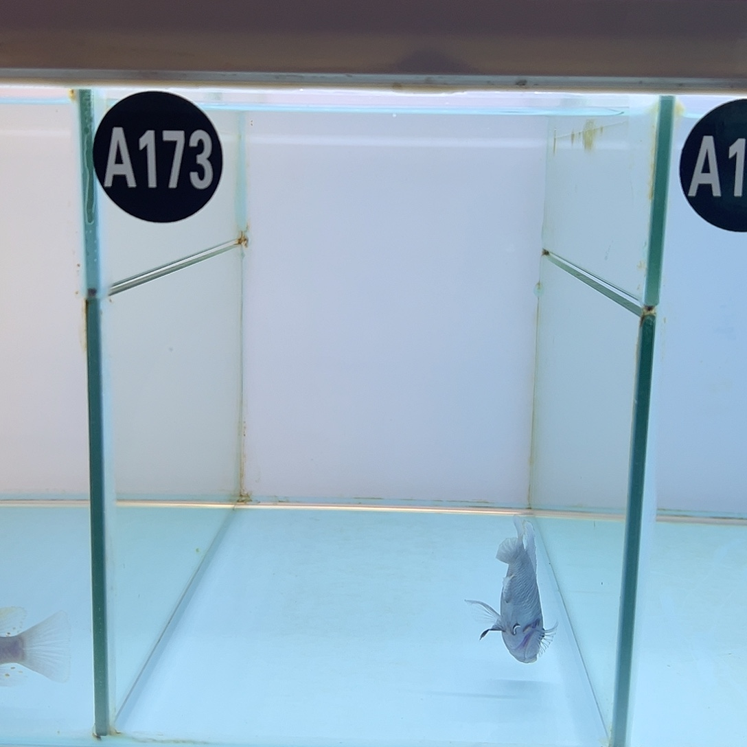 海水鱼11111111111111111111