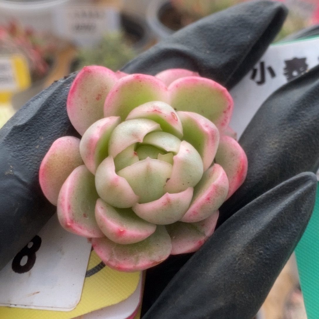 474黄玫瑰侧芽锦锦