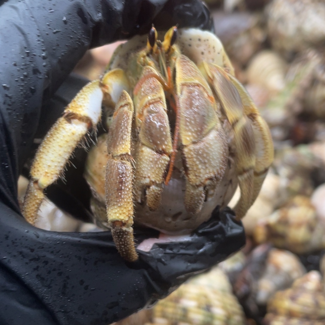 不退不换谢谢支持33