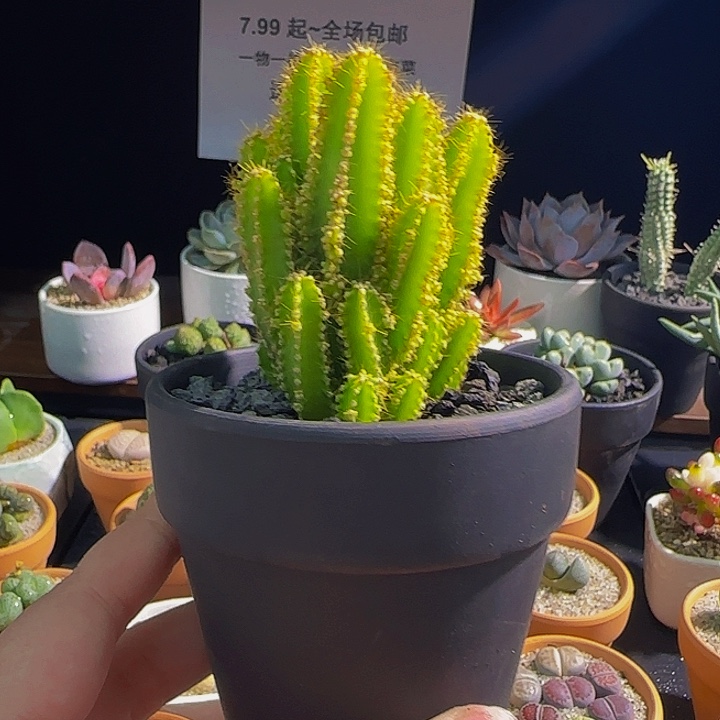 一物一拍带盆发货