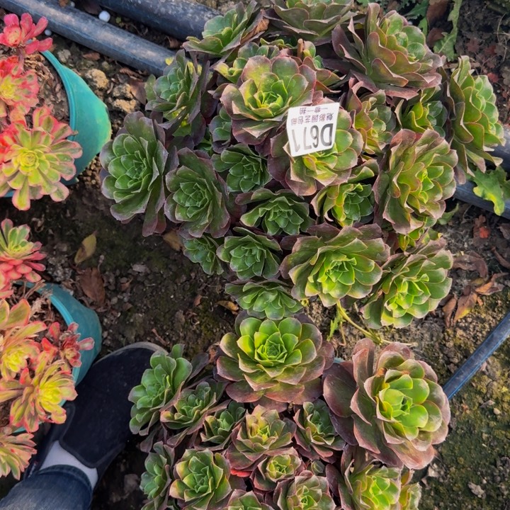 梅金花30-9包邮花花