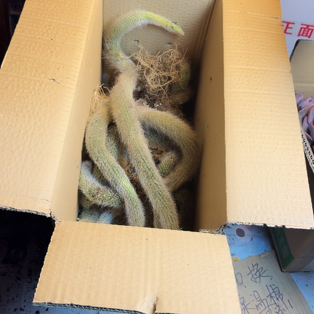 一箱九尾狐多肉。      